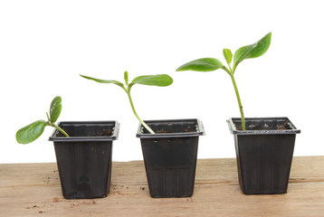 Three seedlings