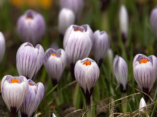 Spring crocuses