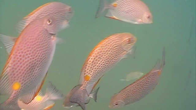Snapper Fish