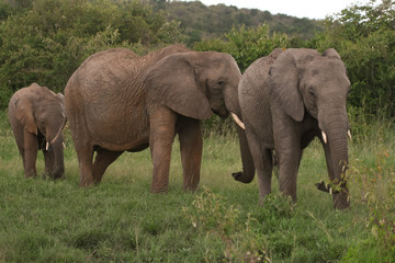 Fototapeta premium Elephants family crossing grassland, Masai Mara, Kenya