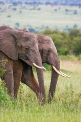 Fototapeta na wymiar Elephants family crossing grassland, Masai Mara, Kenya