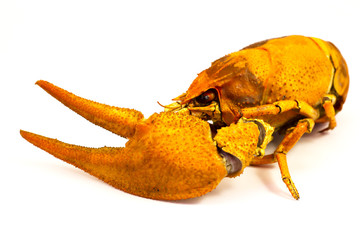 boiled river crayfish