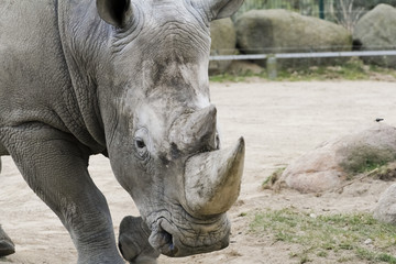 Fototapeta premium Nashorn