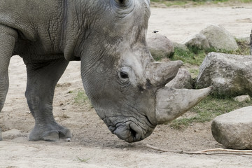 Naklejka premium Nashorn