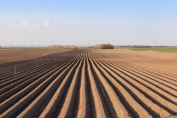 Spargelfeld mit Bewässerungsanlage