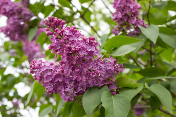 Branches of the lilac