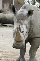 Obraz premium Nashorn