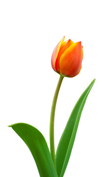 Bright flowered tulip