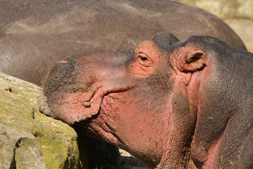 Hippo resting its head against a rock