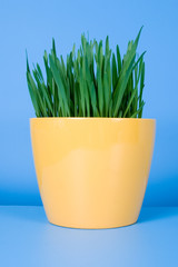 Green grass in the yellow pot