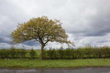 Fototapeta premium april roadside