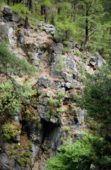 Rocks and trees in Samaria Gorge on Crete Island, Greece