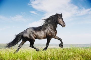 Beautiful black horse running trot