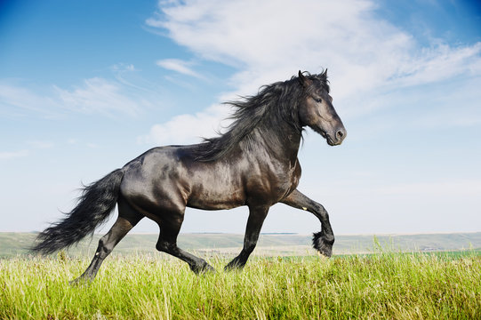 Beautiful Black Horse Running Trot