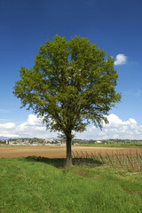 Fototapeta na wymiar drzewo