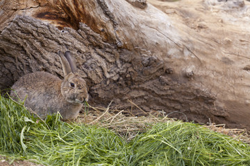Wild rabbit
