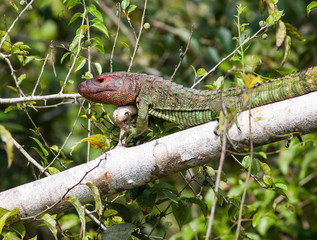 Caiman Lizard