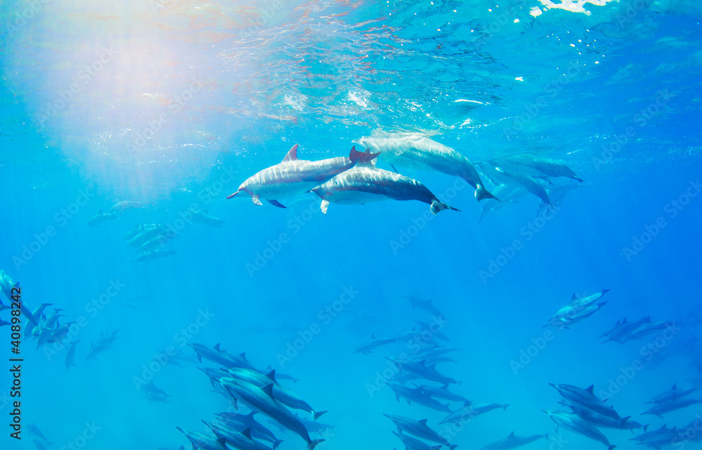 Wall mural dolphins swimming underwater