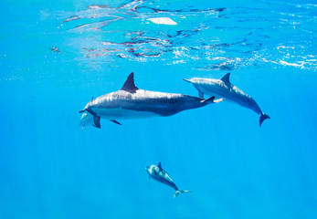 dolphins swimming underwater