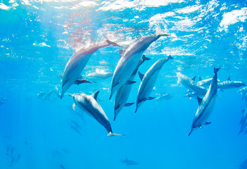dauphins nageant sous l& 39 eau