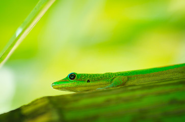 Green Lizard