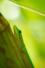 Green Lizard