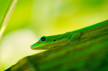 Green Lizard