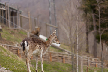 Chamois