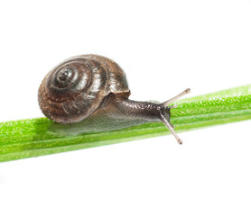 Small snail on a green leaf. White background.