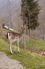Chamois