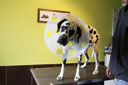 chien dalmatien rigolo avec sa collerette