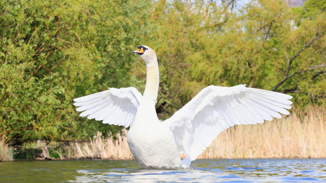 Schwan-8368b1