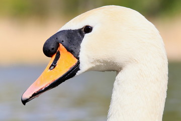 Fototapeta premium Schwan-8341b1