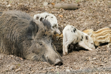 Wildschwein