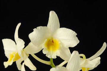 Naklejka na ściany i meble beautiful branch white orchid on black