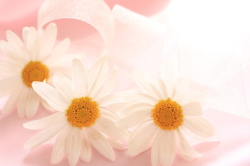 Fototapeta na wymiar Spring flower, daisy with ribbon on pink silk