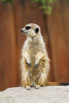 Erdm&auml;nnchen