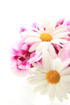 Elegant daisy and pink carnation