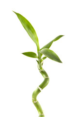 Lucky bamboo stem with leaves