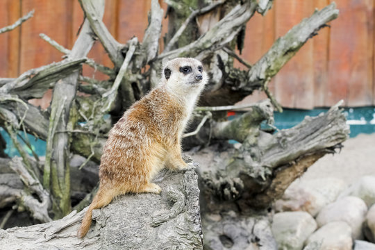 Erdm&auml;nnchen