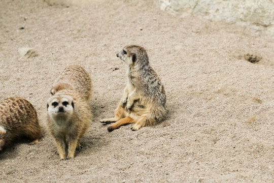 Erdm&auml;nnchen