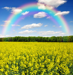 rapeseed field with rainbow