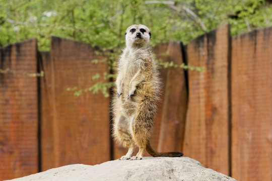 Erdm&auml;nnchen