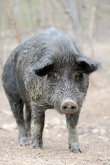 Wild boar