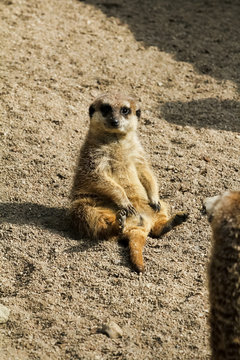 Erdm&auml;nnchen