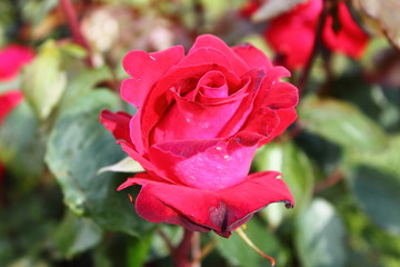 Red rose
