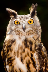 Portrait of Eurasian eagle owl