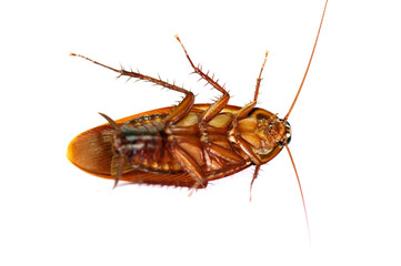 Cockroach on white background