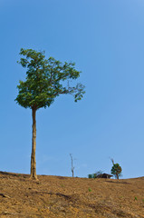 green tree on dried ground