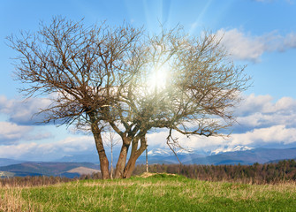 mountain landscape with lonely tree and sunshine